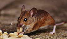 24 Hour & Emergency Exterminators in Duncan, SC